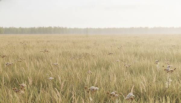 AI reference frame for Faded Summer Grain