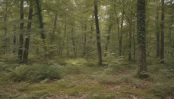 AI reference frame for Silver Grove Afternoon