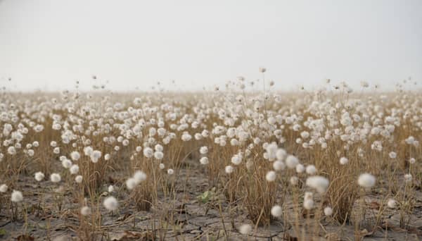 AI reference frame for Dried Grass Silver Haze
